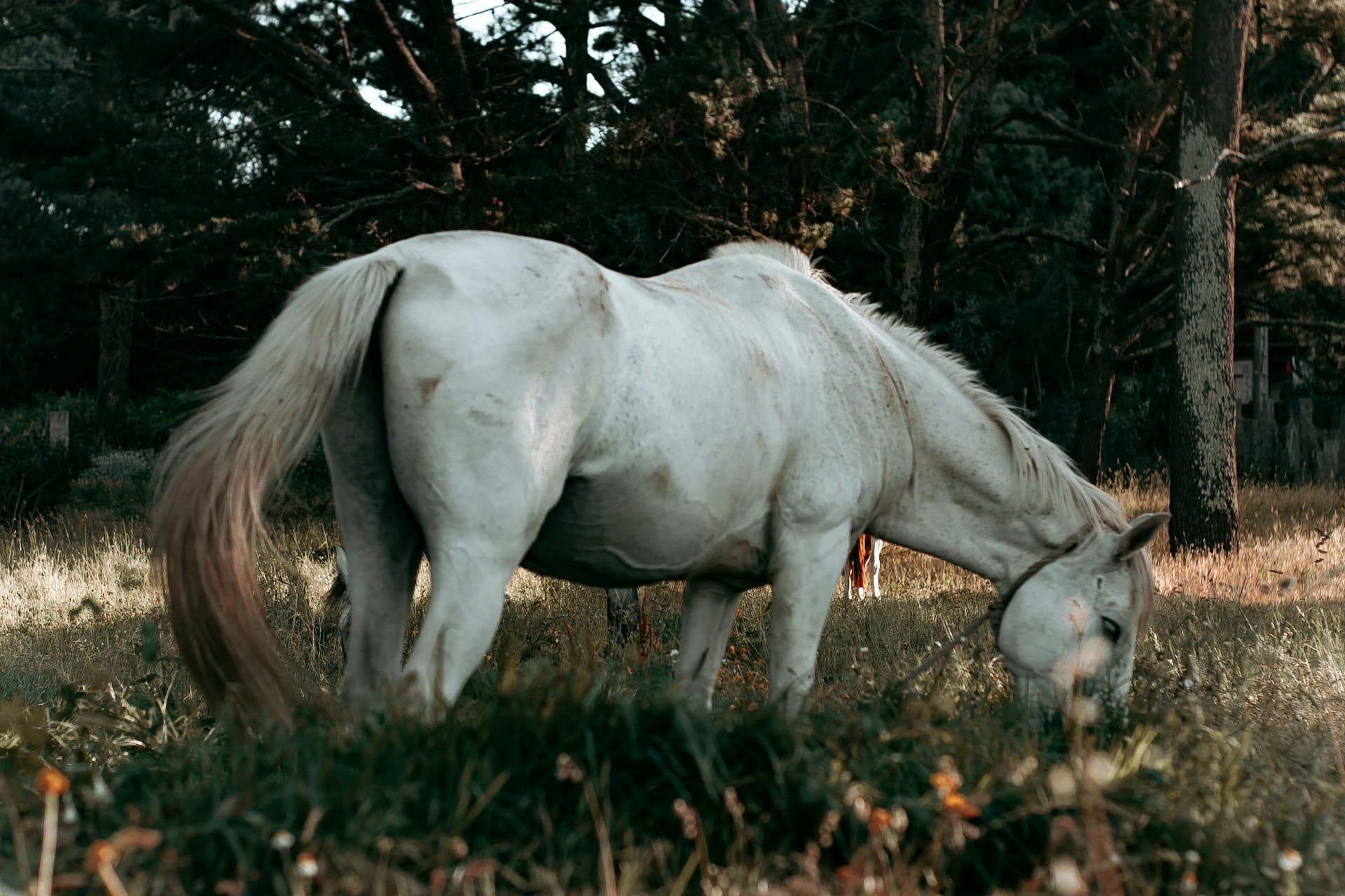 horse-1